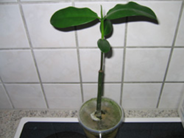 Samen der Roten Mangrove  / Rhizophora mangle
