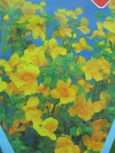 Mimulus luteus
