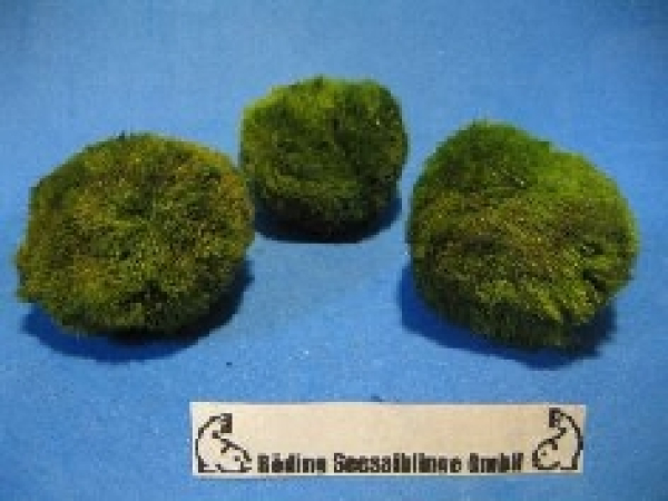 Cladophora aegagrophila 10 Stk.