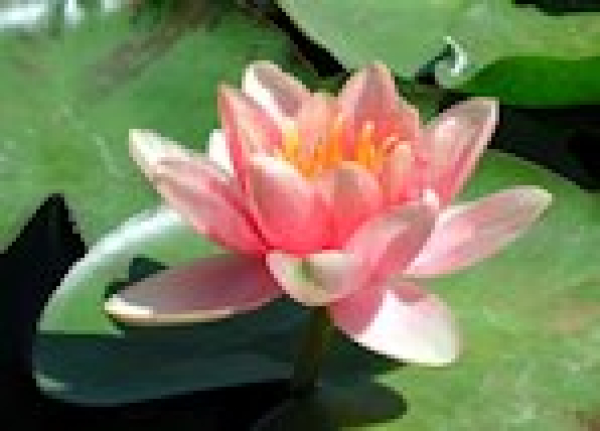 Seerose Rosa - Nymphaea "Madame Wilfron Gonnere"