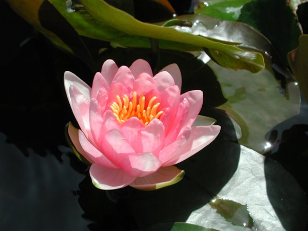 Seerose Rosa - Nymphaea "Madame Wilfron Gonnere"