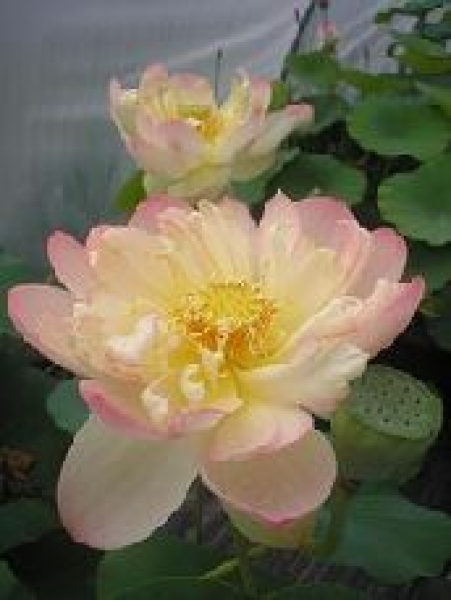 Nelumbo "Überraschung" Lotus (ab Juni/Juli)