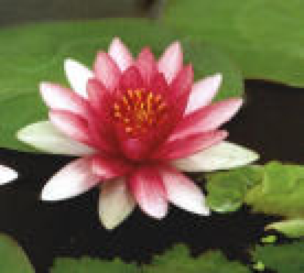 Seerose Rot - Nymphaea "Attraction"