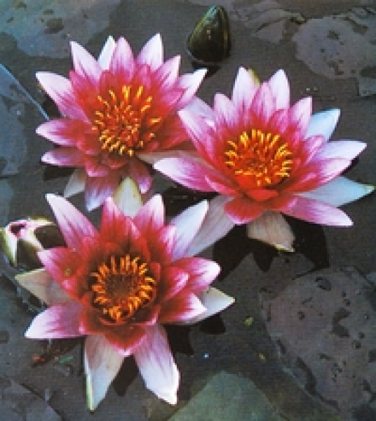 Seerose Rot - Nymphaea "Charles de Meurville"
