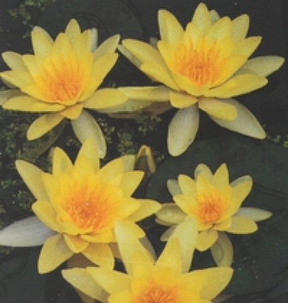 Seerose Gelb - Nymphaea "Marliacea Chromatella"