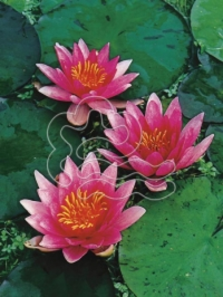Seerose Rosa - Nymphaea "Laydekeri lilacea" Zwergseerose