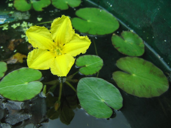 Nymphoides peltata
