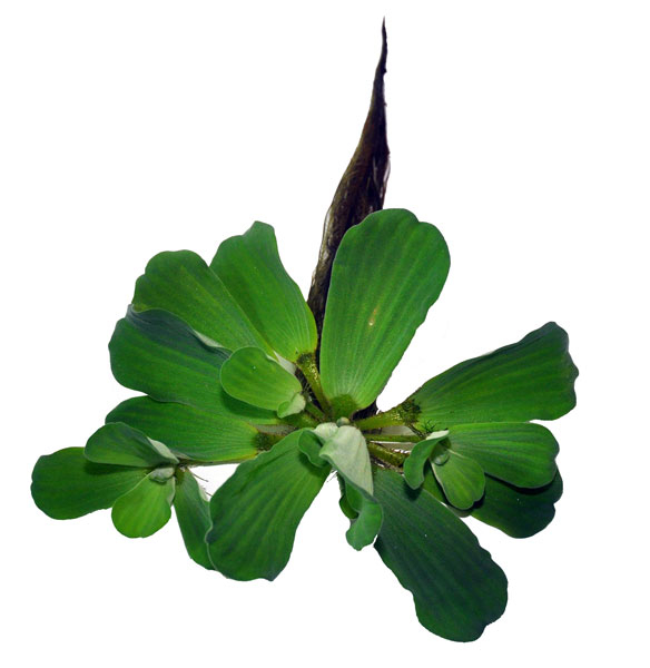 Pistia Stratiodes