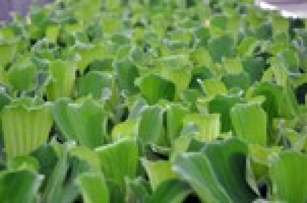 Pistia Stratiodes