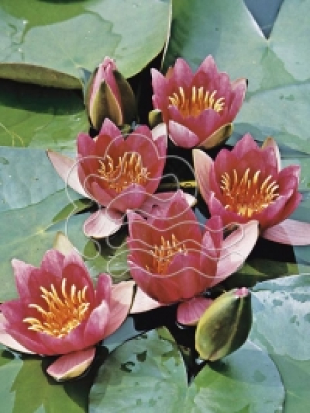 Seerose Rot - Nymphaea "Pygmaea rubra"  Zwergseerose