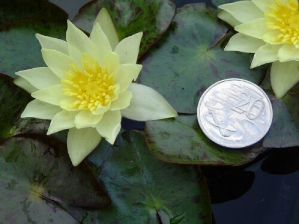 Seerose Gelb - Nymphaea "Pygmaea Helvola" Zwergseerose