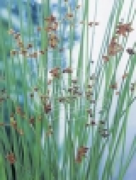Scirpus lacustris