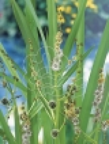 Sparganium erectum