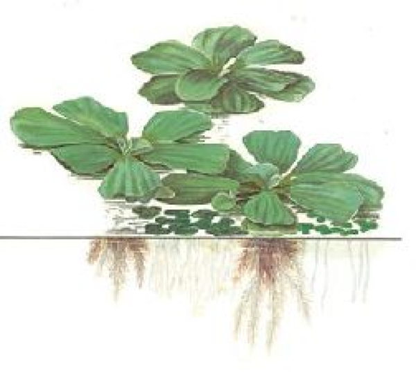 Pistia Stratiodes