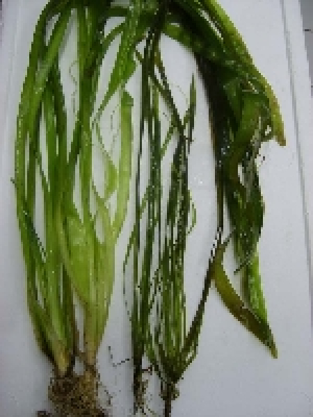 Vallisneria 4er Mix